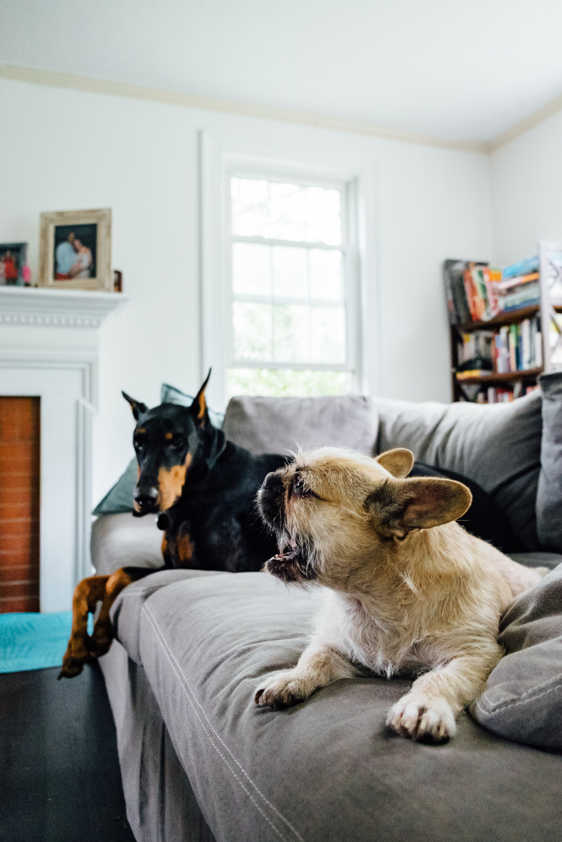A doberman and a small scruffy terrier relaxing together on a grey sofa in a sunlit living room